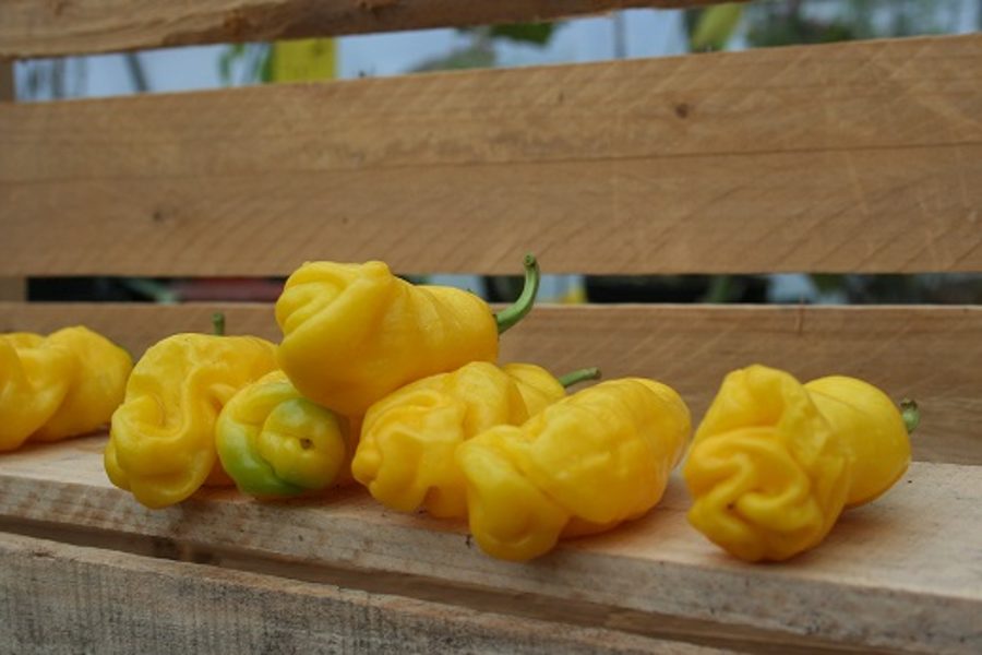 Pētera pipars, dzeltens (8*) (aso piparu sēklas)