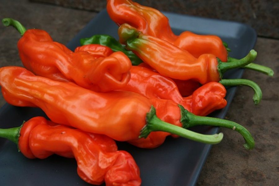 Pētera pipars, oranžs (8*) (aso piparu sēklas)