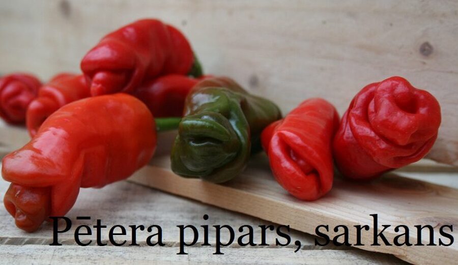 Pētera pipars, sarkans (8*) (asā pipara stāds podiņā)
