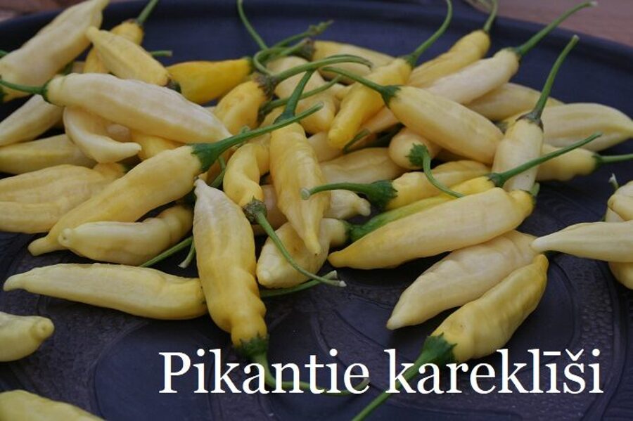 Pikantie kareklīši (9*) (asā pipara stāds podiņā)