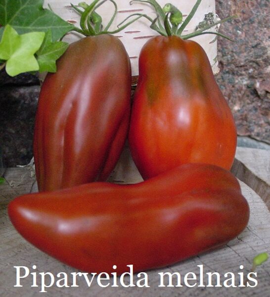 Piparveida melnie (tomāta stāds no kastes)