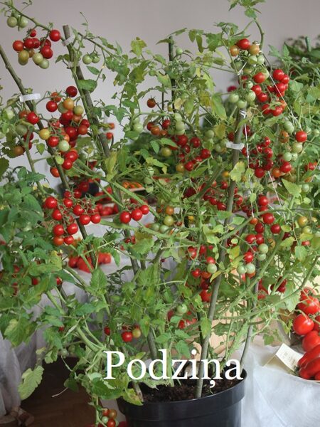 Podziņa (tomāta stāds podiņā)