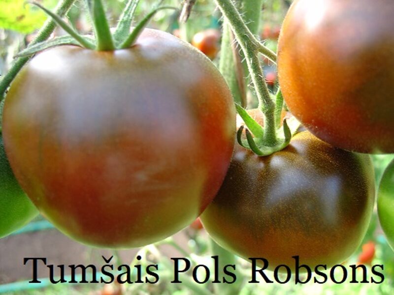 Tumšais Pols Robsons (tomātu sēklas)