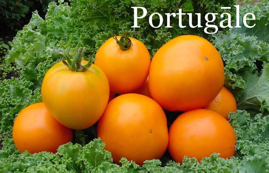 Portugāle (tomāta stāds no kastes)