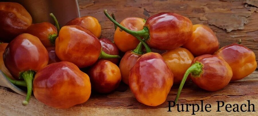 Purple Peach  (5*) (asā pipara stāds podiņā)