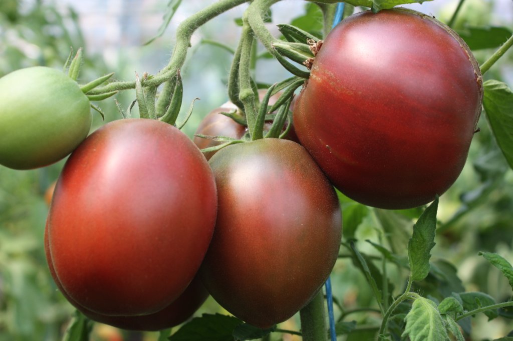 Purpura tomāts (tomātu sēklas)