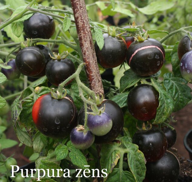 Purpura zēns (tomātu sēklas)