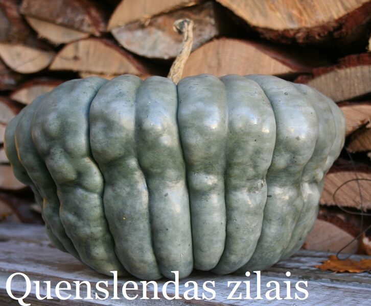 Quenslendas zilais (ķirbju sēklas)