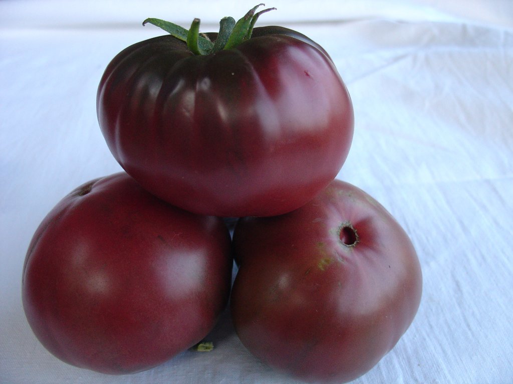 Radiniece (tomātu sēklas)