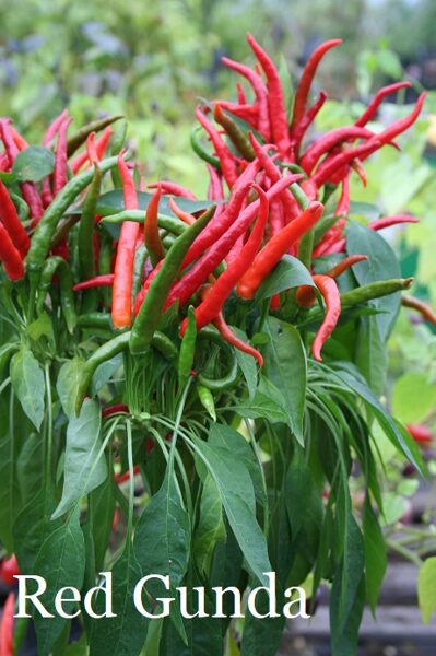 Red Gunda (7*) (aso piparu sēklas)