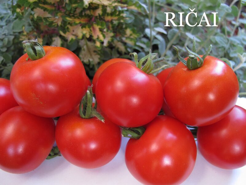 Ričiai (tomātu sēklas)