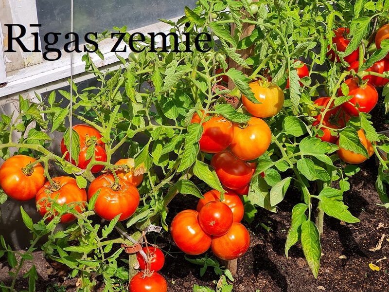 Rīgas zemie (tomātu sēklas)