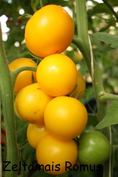 Zeltainais Romus (tomātu sēklas)