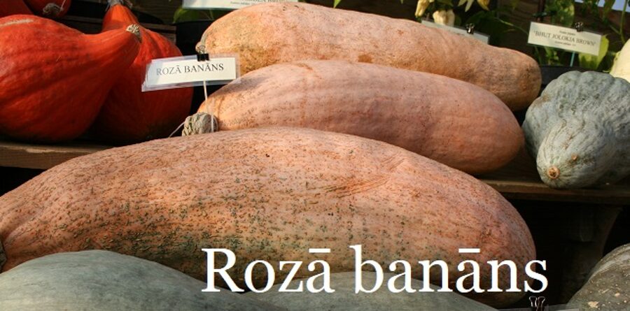Rozā banāns  (ķirbja stāds podiņā)