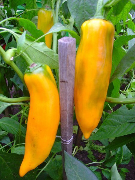 Saldais banāns (paprikas stāds podiņā)