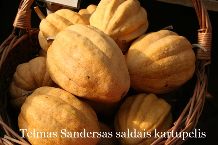 Telmas Sandersas saldais kartupelis (ķirbju sēklas)