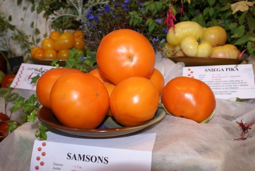Samsons (tomātu sēklas)