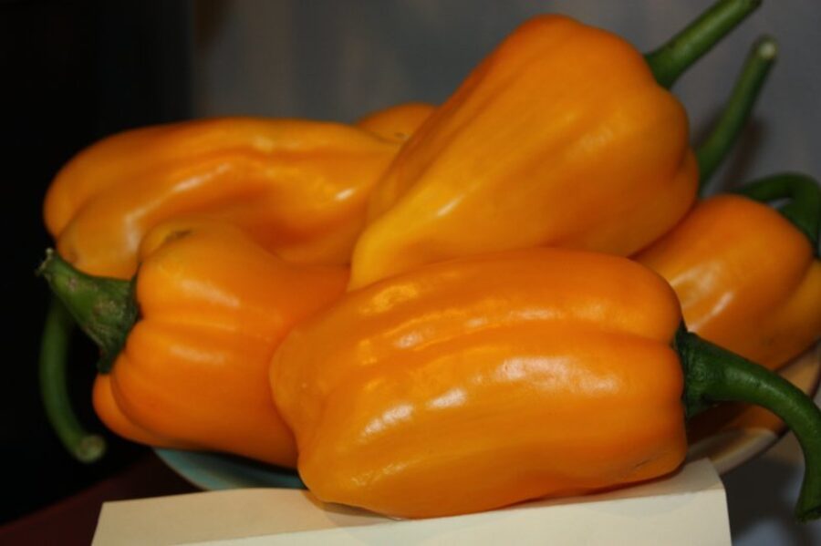 Saulainais Sono (paprikas stāds podiņā)