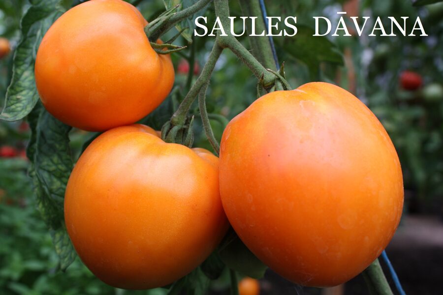 Saules dāvana (tomāta stāds no kastes)