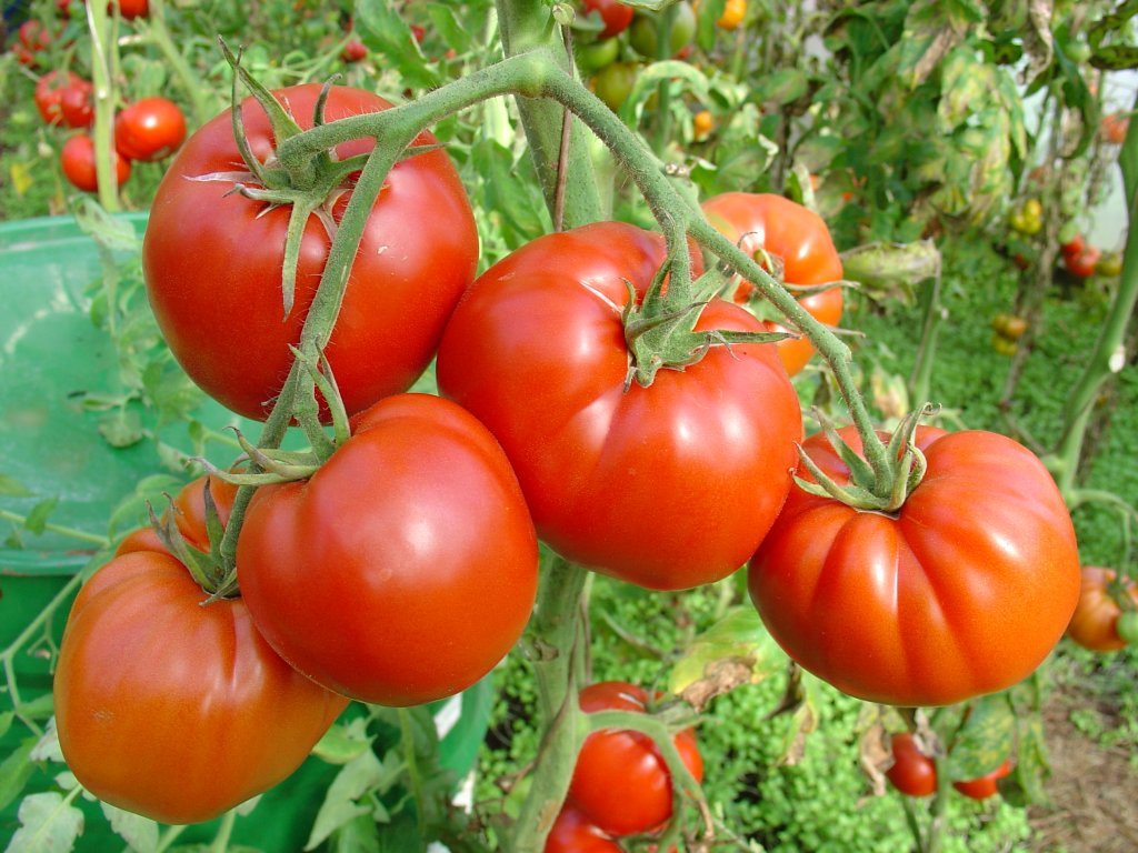 Senā Mašeņka (tomātu sēklas)