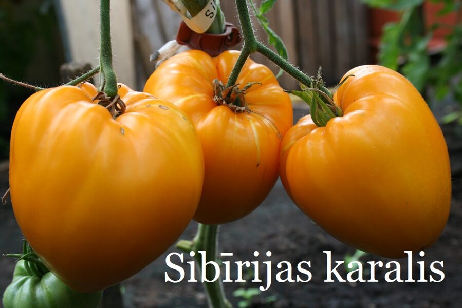 Sibīrijas karalis (tomātu stāds podiņā)