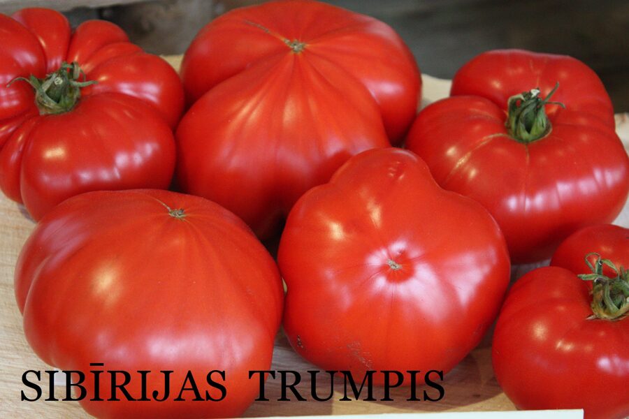 Sibīrijas trumpis (tomātu sēklas)