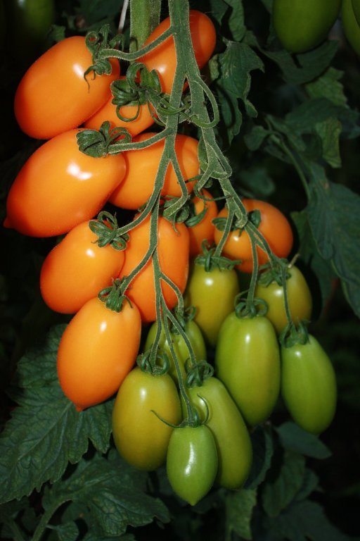 Sivēnu saime (tomātu sēklas)