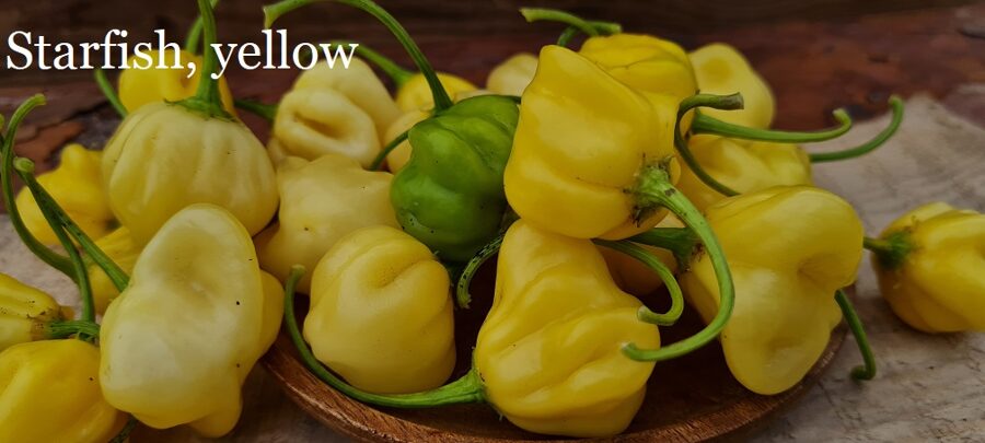 Starfish, yellow (6*) (aso piparu sēklas)