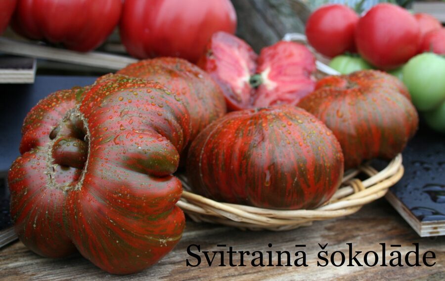 Svītrotā šokolāde (tomāta stāds podiņā)