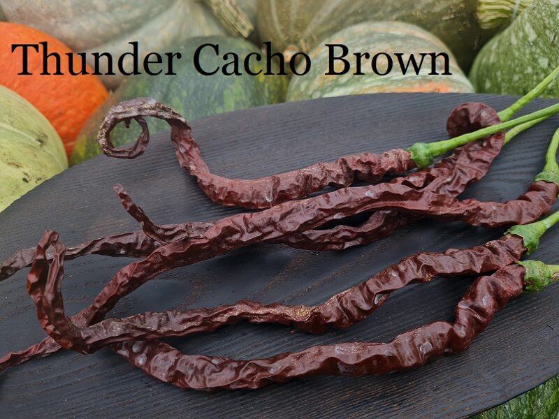 Thunder Cacho Brown (6*) (asā pipara stāds podiņā)