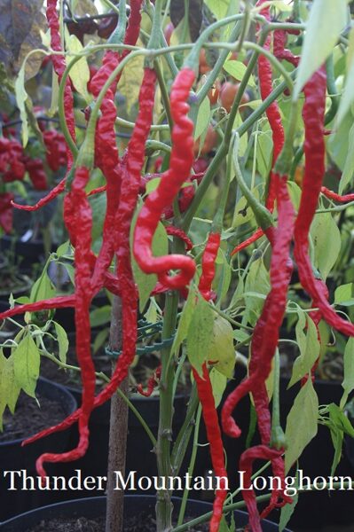 Thunder Mountain Longhorn (6*) (aso piparu sēklas)