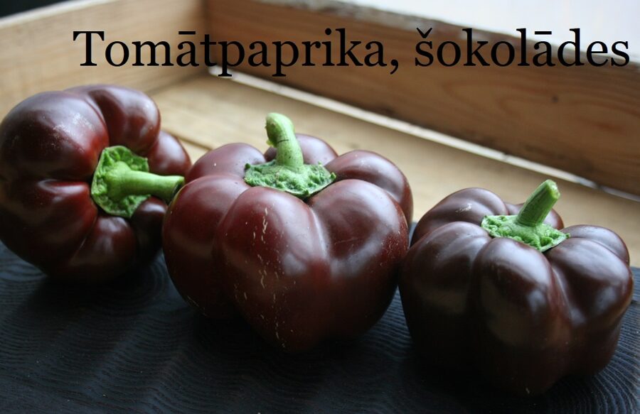 Tomātpaprika, šokolādes (paprikas sēklas)