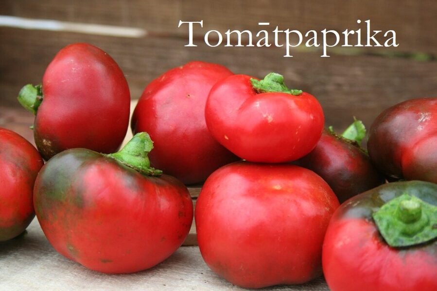 Tomātpaprika, sarkana (paprikas stāds podiņā)
