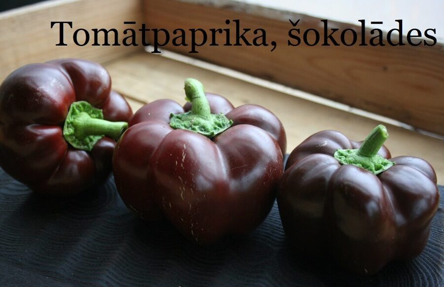 Tomātpaprika, šokolādes (paprikas stāds podiņā)