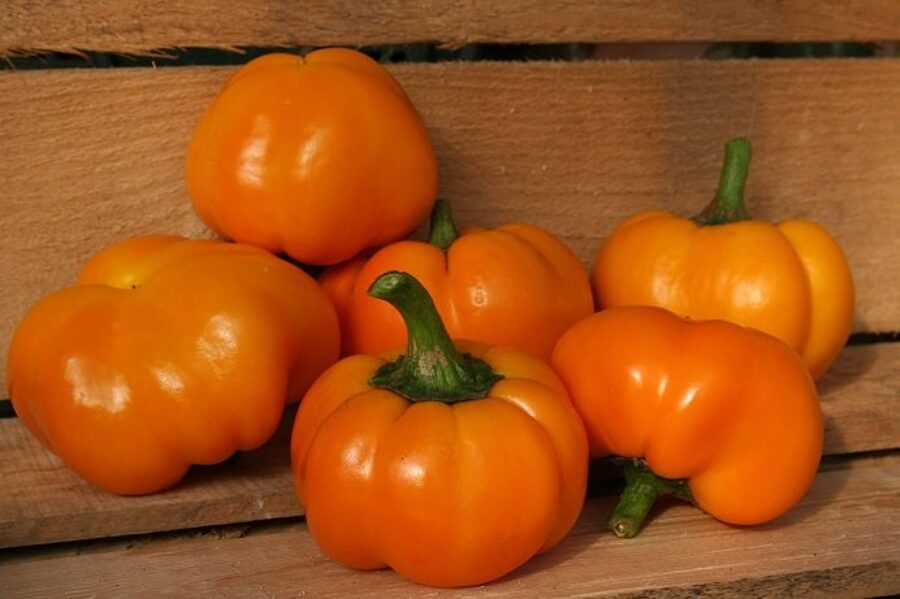 Tomātpaprika, dzeltena (paprikas stāds podiņā)