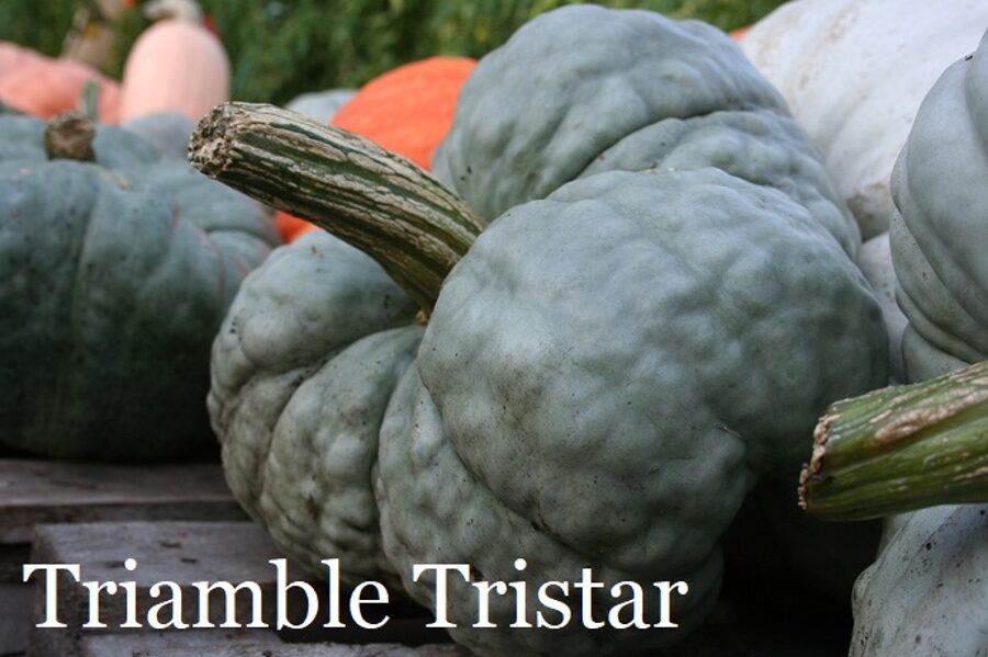 Triamble Tristar (ķirbju sēklas)