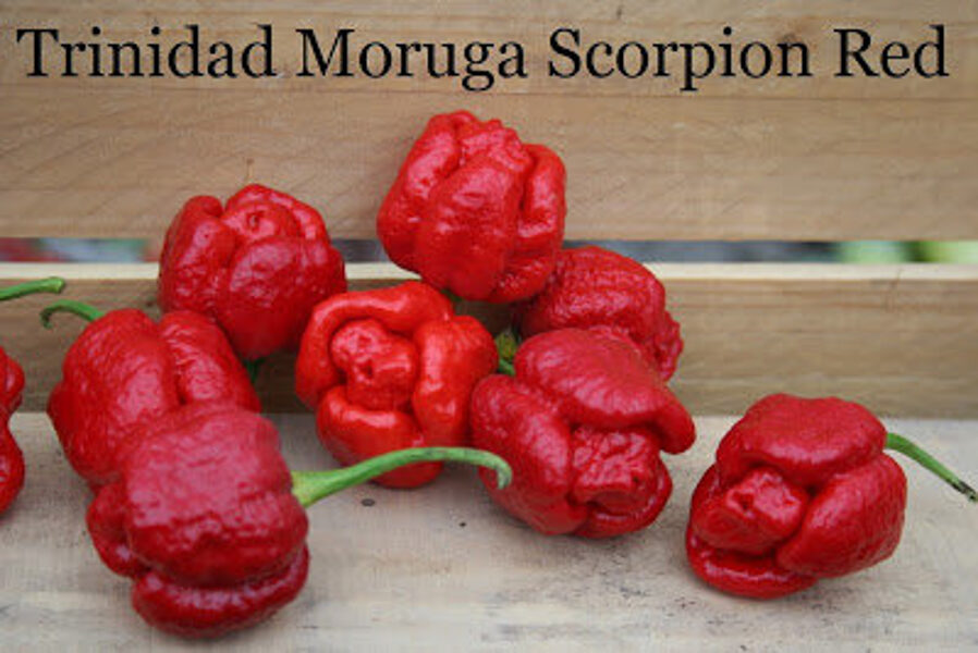 Trinidad Moruga Scorpion red (10++*) (asā pipara stāds podiņā)