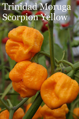 Trinidad Moruga Scorpion yellow (10++*) (aso piparu sēklas)