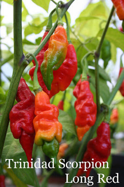Trinidad Scorpion long red (10*) (asā pipara stāds podiņā)