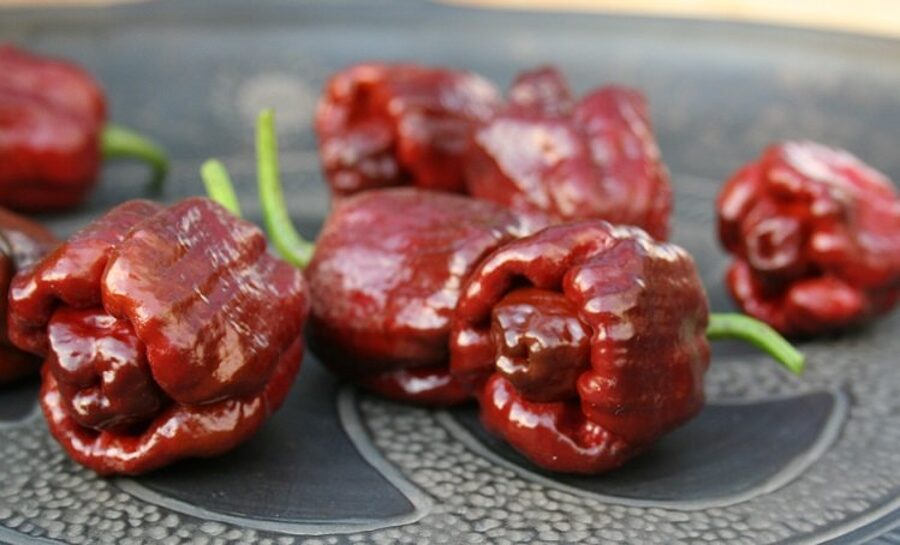 Trinidad Moruga Scorpion chocolate (10+++*) (asā pipara stāds podiņā)