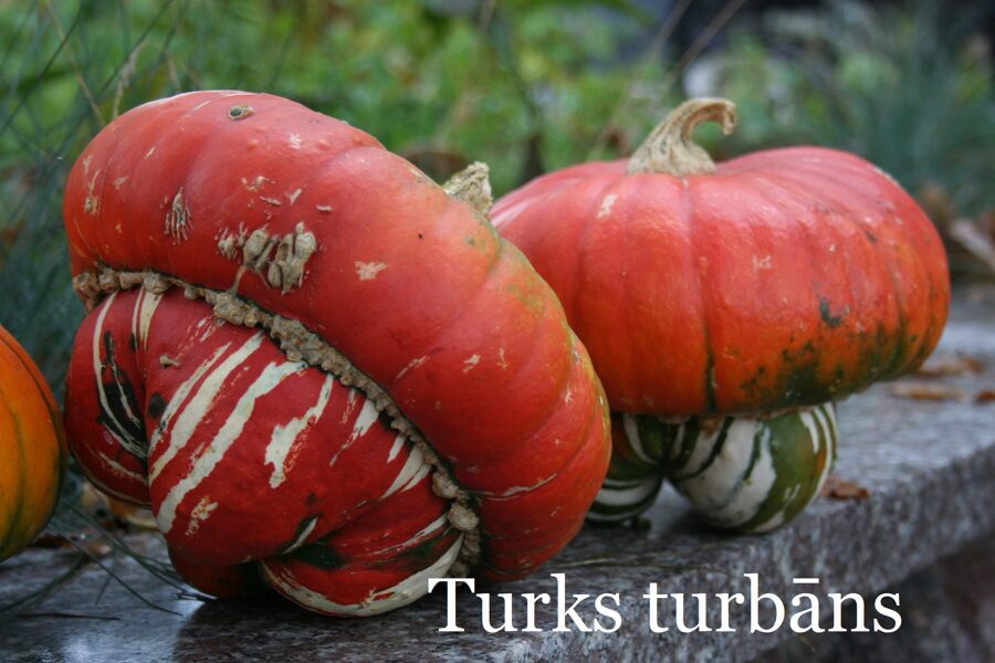 Turks Turbāns (ķirbju sēklas)