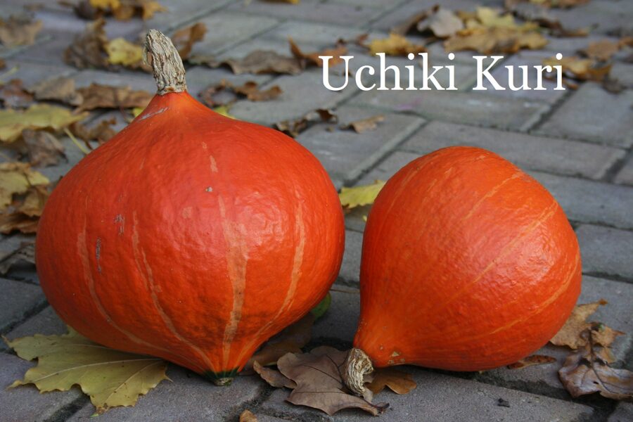 Uchiki Kuri (ķirbja stāds podiņā)