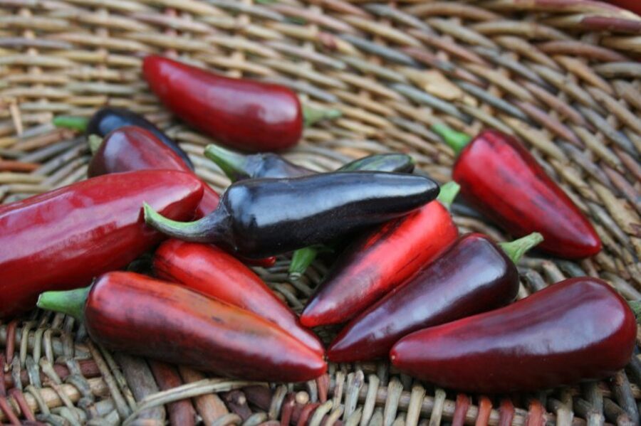 Ungāru  melnais (5*) (asā pipara stāds podiņā)