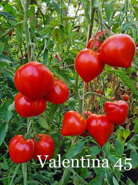 Valentīna 45 (tomātu sēklas)