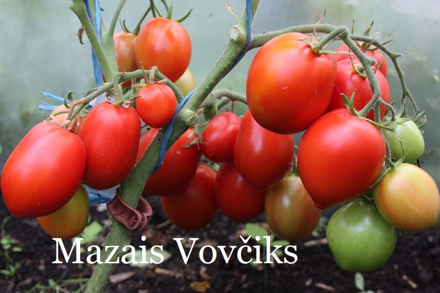 Mazais Vovčiks (tomātu sēklas)