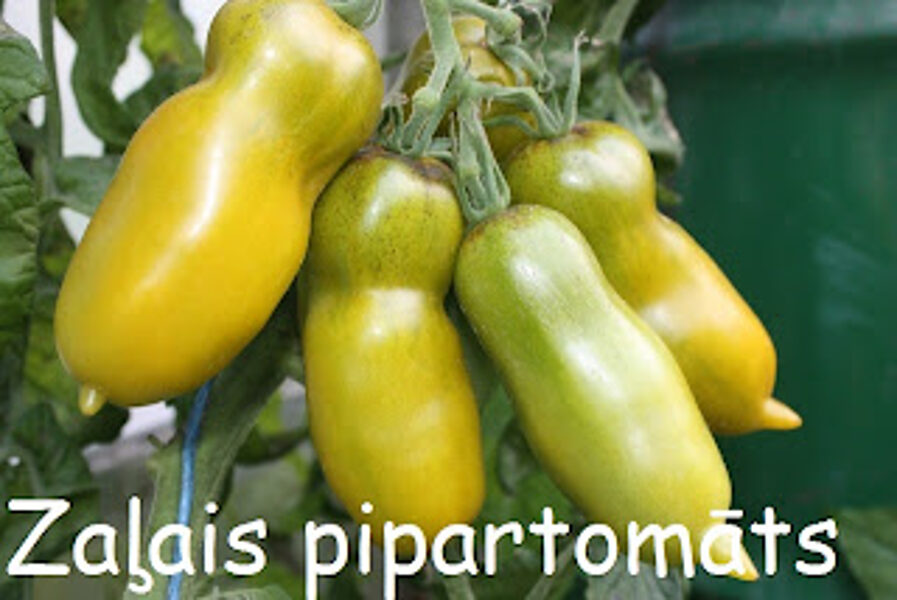 Zaļais pipartomāts (tomātu sēklas)