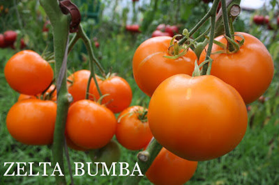 Zelta bumba (tomāta stāds no kastes)