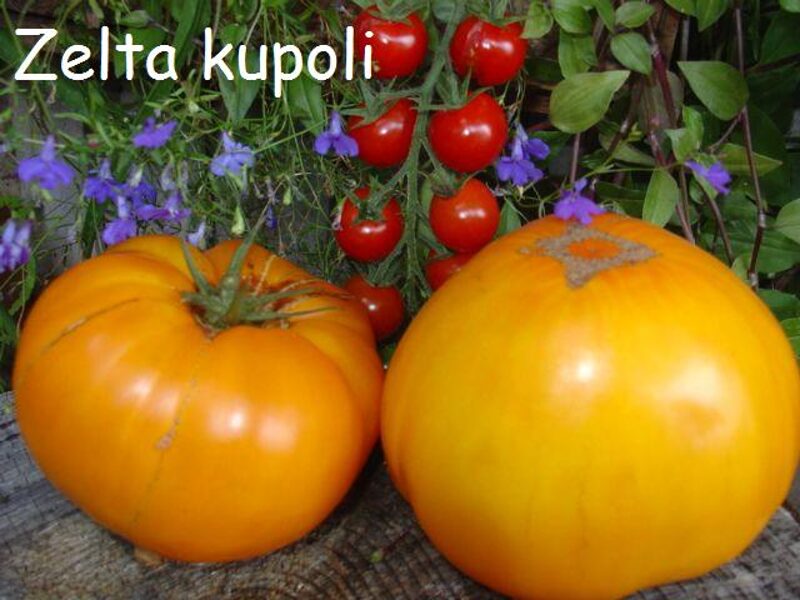 Zelta kupoli (tomāta stāds no kastes)