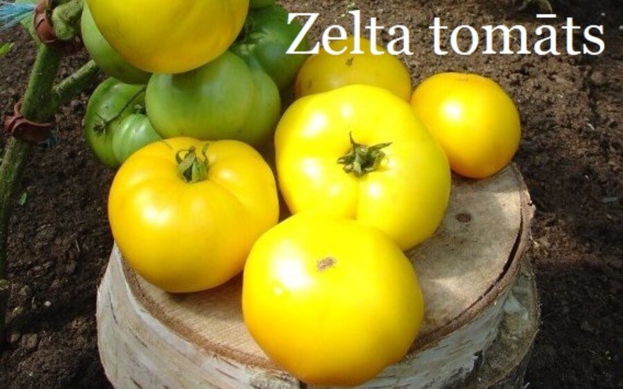 Zelta tomāts (tomāta stāds podiņā)