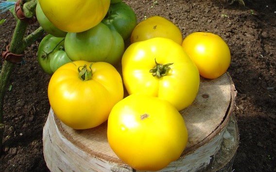 Zelta tomāts (tomātu sēklas)